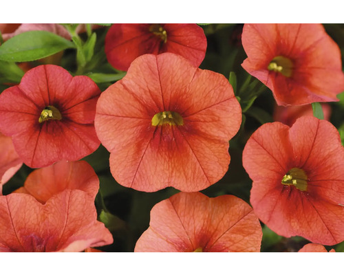 Nahaufnahme von Calibrachoa-Blüten