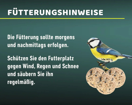 Informationen zur Vogelfütterung mit Blaumeise und Futterbällen