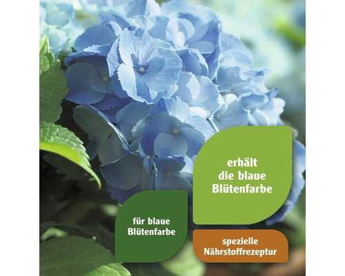 Blaue Hortensie mit Hinweis auf Farberhalt und spezielle Nährstoffrezeptur