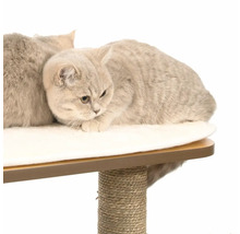Katze auf einem Kratzbaum