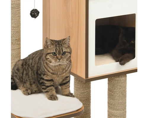 Katzen auf einem Kratzbaum mit Höhle und Spielzeug