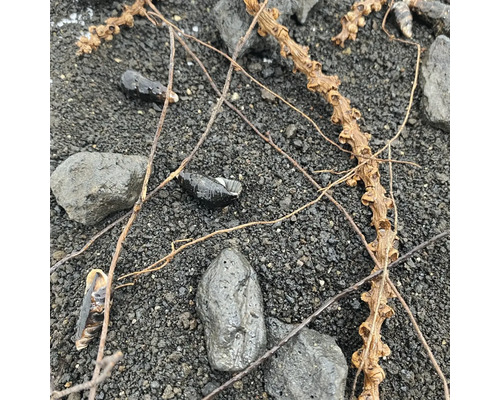 Nahaufnahme von Steinen, Ästen und Pflanzenresten auf dunklem Untergrund