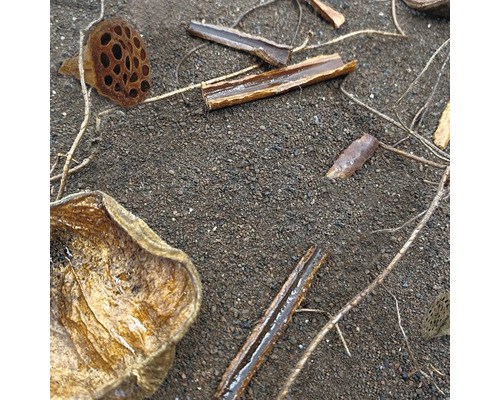 Verschiedene Pflanzenteile liegen auf dem Boden.