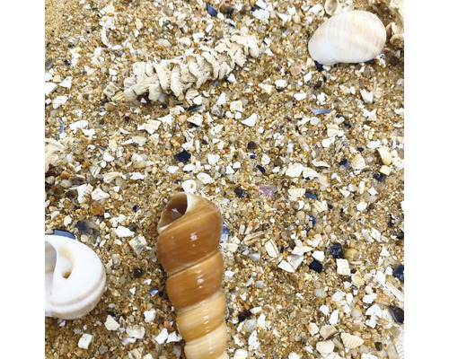 Verschiedene Muscheln und Sand auf dem Boden