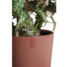 Blumentopf mit Pflanze und Bewässerungssystem