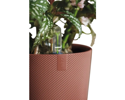 Blumentopf mit Pflanze und Bewässerungssystem