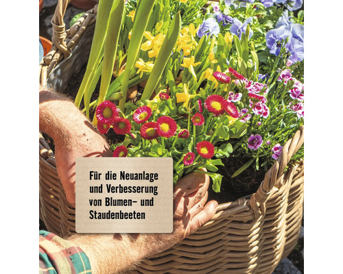 Blumen und Stauden in einem Weidenkorb, geeignet für die Bepflanzung von Blumen- und Staudenbeeten