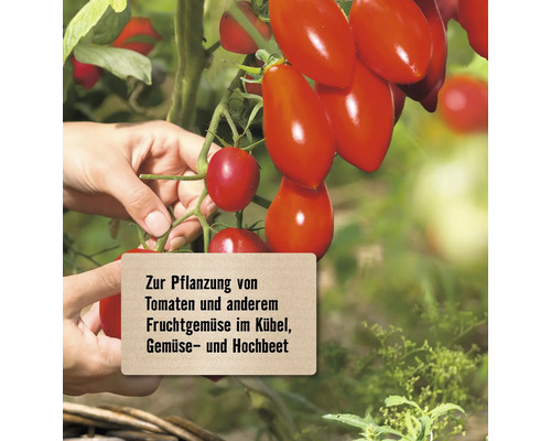 Reife rote Tomaten an einer Pflanze mit Händen, die die Pflanze halten