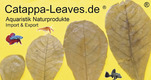 Catappa-Leaves