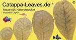Catappa-Leaves Catappa-Leaves