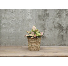 Aglaonema Zimmerpflanze in geflochtenem Korb