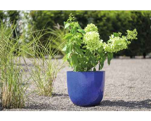 Hortensie in einem blauen Pflanzgefäß im Garten