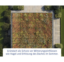 Ansicht von oben auf ein Gründach mit Pflanzen und Steinen