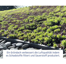 Ansicht eines Gründachs mit Pflanzenbewuchs
