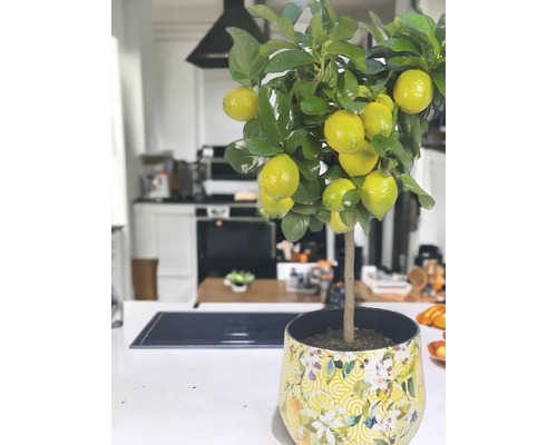 Zitronenbaum im Topf in einer hellen Küche