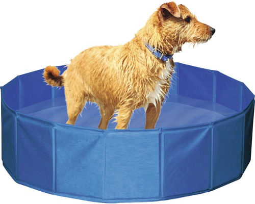 Hund steht im blauen Hundebecken