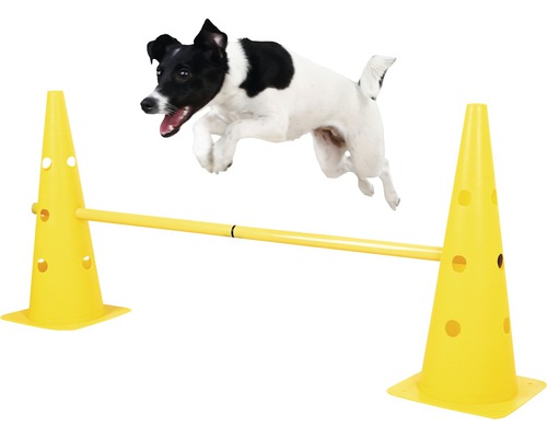 Jack Russell Terrier springt über gelbe Hunde Hürde