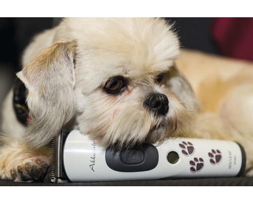 Hund mit Haarschneidemaschine für die Fellpflege