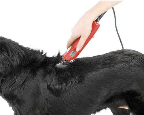 Eine Person schneidet das Fell eines Hundes mit einer Fellschneidemaschine.