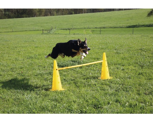 Ein Hund springt über eine gelbe Hürde auf einer Wiese.