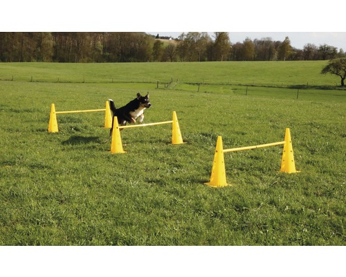 Hund springt über gelben Hindernisparcours auf einer Wiese.