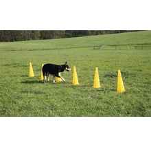 Agility Pylonen-Hürden Set inkl. 6 Pylonen und 3 Kunststoffstangen