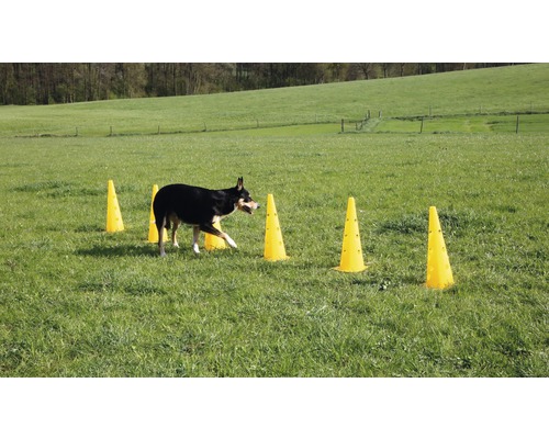 Ein Hund trainiert Slalom mit Hütchen auf einer grünen Wiese.