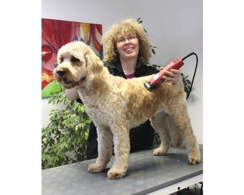 Eine Hundefriseurin schneidet das Fell eines Hundes mit einer Fellschneidemaschine.