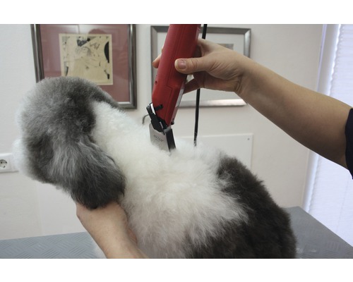 Haarschneidemaschine beim Schneiden des Fells eines Hundes