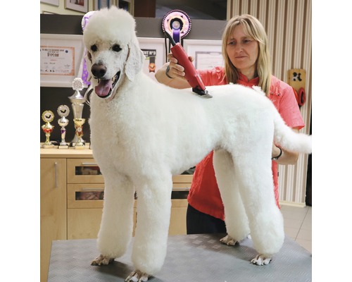 Eine Frau schneidet das Fell eines Pudels mit einer Fellschneidemaschine.