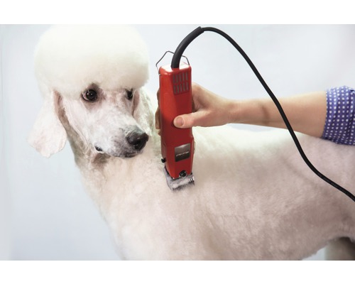 Pudel wird mit einer Tierhaarschneidemaschine geschoren