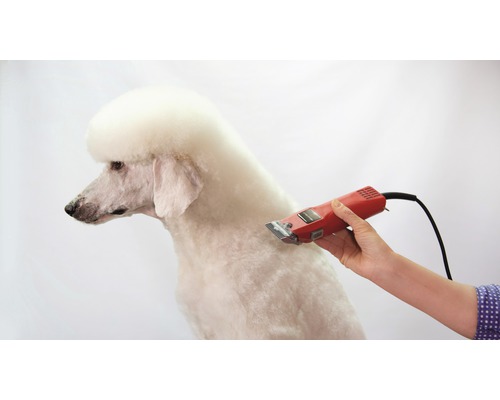 Pudel wird mit einer elektrischen Haarschneidemaschine geschoren