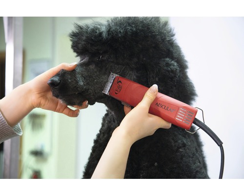 Schwarzer Pudel wird mit einer roten Aesculap Fellschneidemaschine geschoren