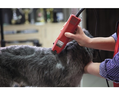Ein Hund wird mit einer elektrischen Haarschneidemaschine getrimmt.