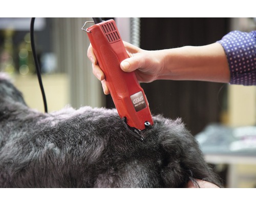 Person schneidet Hundehaar mit einer Haarschneidemaschine