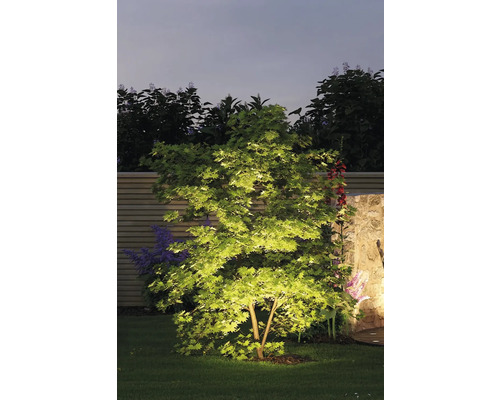 Beleuchteter Garten mit Baum in der Nacht.