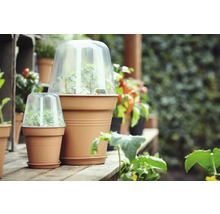 Pflanztöpfe mit transparenten Anzuchthauben auf einem Gartentisch.