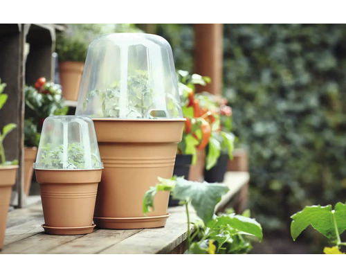 Pflanztöpfe mit transparenten Anzuchthauben auf einem Gartentisch.