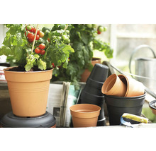 Tomatenpflanze im Pflanztopf neben weiteren Pflanzgefäßen und Gartenzubehör.