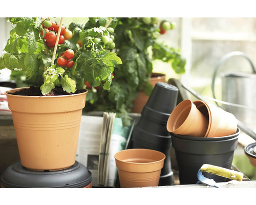 Szene mit Tomatenpflanzen in Pflanzgefäßen und weiteren Blumentöpfen