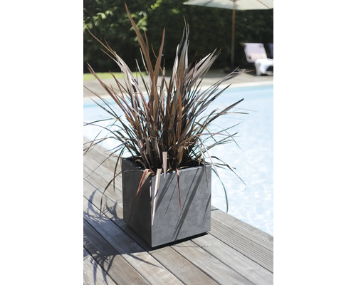 Pflanze im quadratischen Pflanzgefäß auf einer Holzterrasse neben einem Pool
