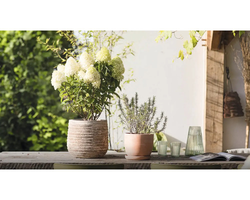 Dekorative Gartenszene mit Hortensie und Rosmarin in Töpfen auf einem Holztisch