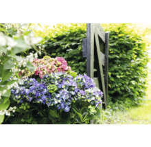 Blauer und rosa Hortensienbusch neben einem Gartenzaun
