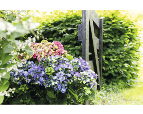 Blauer und rosa Hortensienbusch neben einem Gartenzaun
