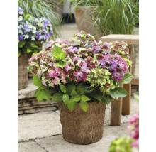 Hortensie im Topf