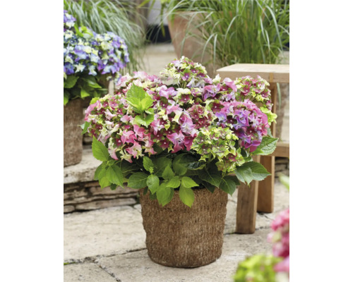 Hortensie im Topf