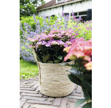Hortensie in geflochtenem Korb auf Pflastersteinen im Garten
