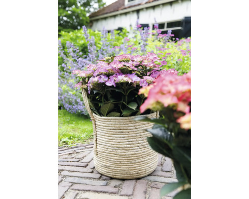 Hortensie in geflochtenem Korb auf Pflastersteinen im Garten