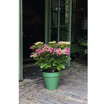 Hortensie im Topf mit rosa und hellgrünen Blüten vor geöffneter Tür