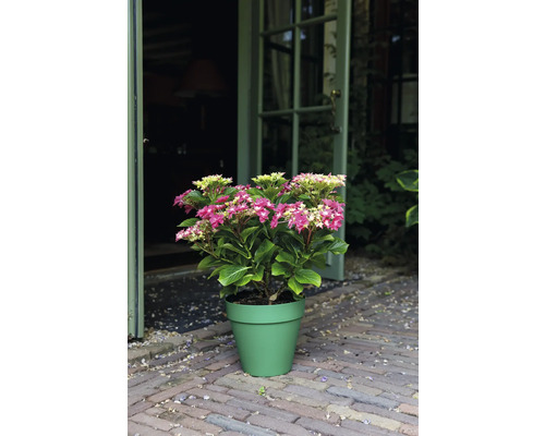 Hortensie im Topf mit rosa und hellgrünen Blüten vor geöffneter Tür